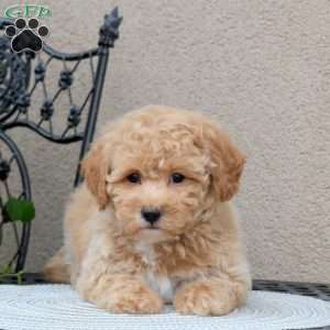 Zinnia, Bich-Poo Puppy