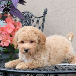 Zinnia, Bich-Poo Puppy