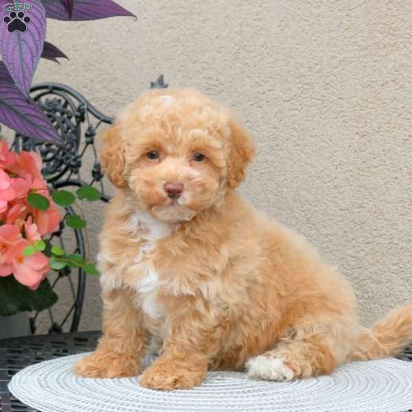 Zion, Bich-Poo Puppy