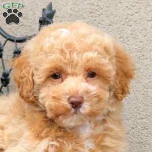Zion, Bich-Poo Puppy