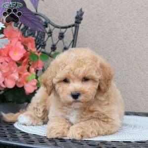Zoe, Bich-Poo Puppy