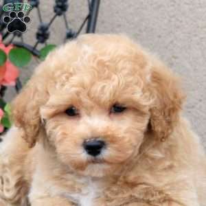 Zoe, Bich-Poo Puppy
