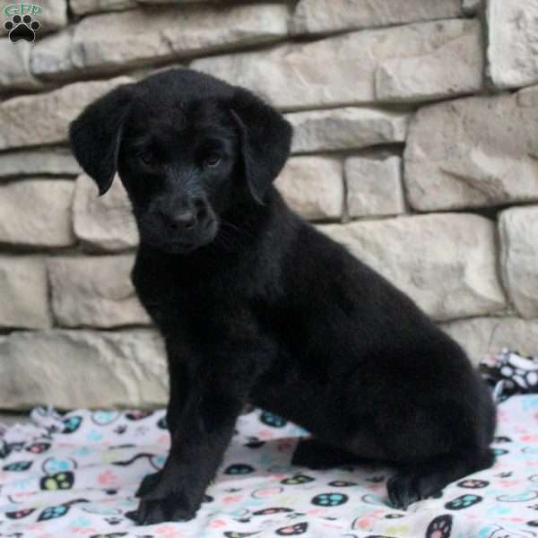 Zoey, Golden Retriever Mix Puppy