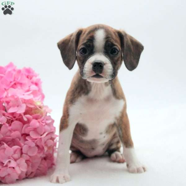Zoey, Boston Terrier Mix Puppy