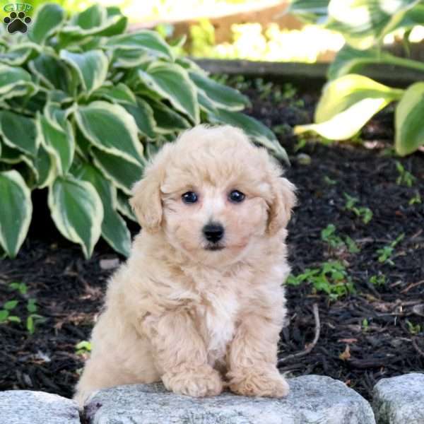 Zoey, Bich-Poo Puppy
