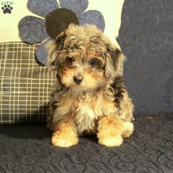 Zoey, Miniature Poodle Puppy