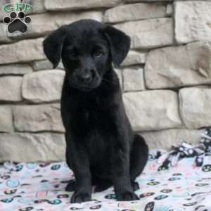 Zoey, Golden Retriever Mix Puppy