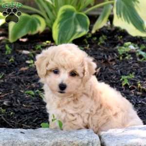 Zoey, Bich-Poo Puppy
