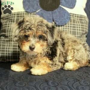 Zoey, Miniature Poodle Puppy