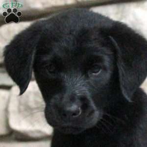 Zoey, Golden Retriever Mix Puppy
