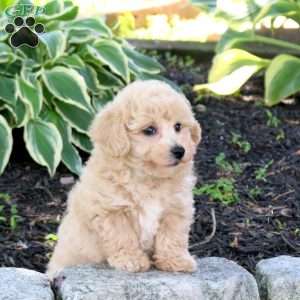 Zoey, Bich-Poo Puppy