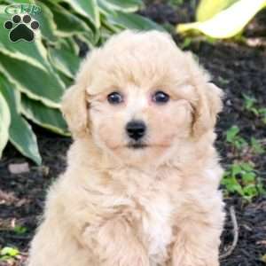 Zoey, Bich-Poo Puppy