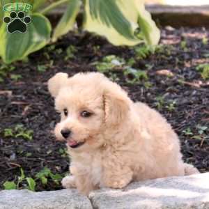 Zoey, Bich-Poo Puppy