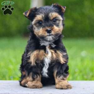 Zoey, Yorkie Puppy