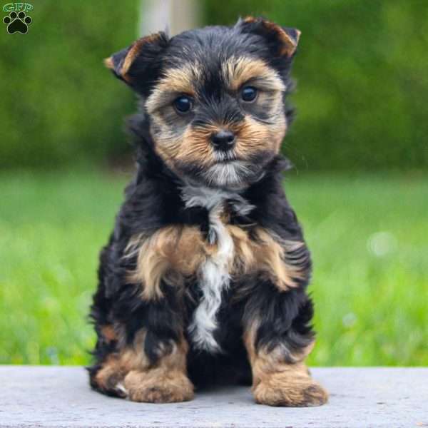 Zoey, Yorkie Puppy