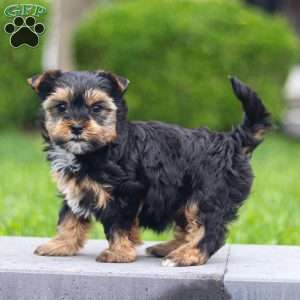 Zoey, Yorkie Puppy