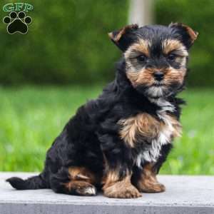 Zoey, Yorkie Puppy
