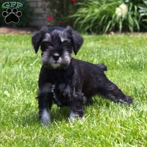 Sansa, Miniature Schnauzer Puppy