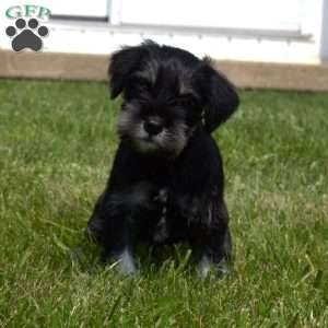 Sansa, Miniature Schnauzer Puppy