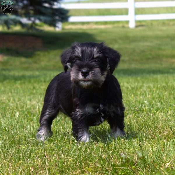 Sansa, Miniature Schnauzer Puppy