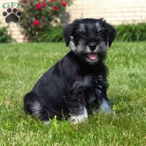 Sansa, Miniature Schnauzer Puppy