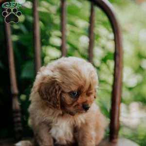 Abe, Cavapoo Puppy