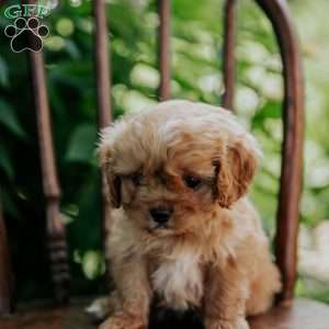 Abe, Cavapoo Puppy