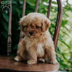 Abe, Cavapoo Puppy