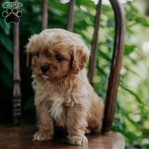 Abe, Cavapoo Puppy