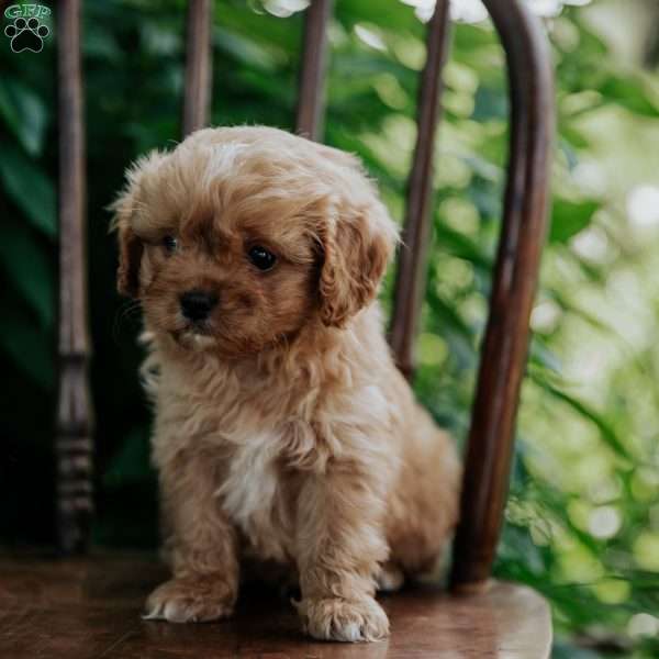 Abe, Cavapoo Puppy