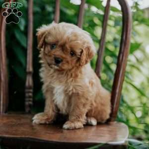 Abe, Cavapoo Puppy
