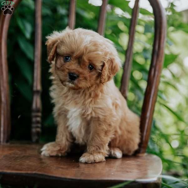 Abe, Cavapoo Puppy