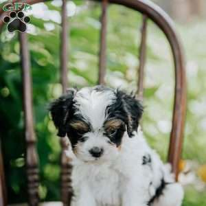 Ace, Cavapoo Puppy