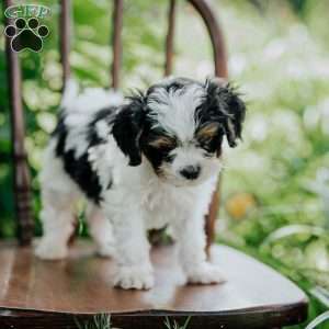 Ace, Cavapoo Puppy