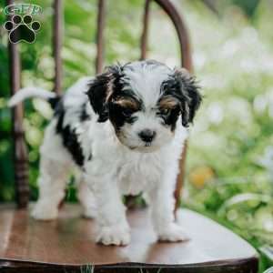 Ace, Cavapoo Puppy