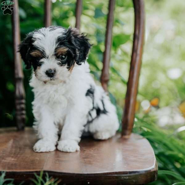 Ace, Cavapoo Puppy