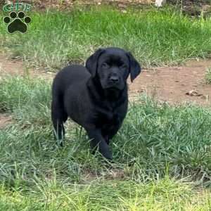 Drake, Black Labrador Retriever Puppy