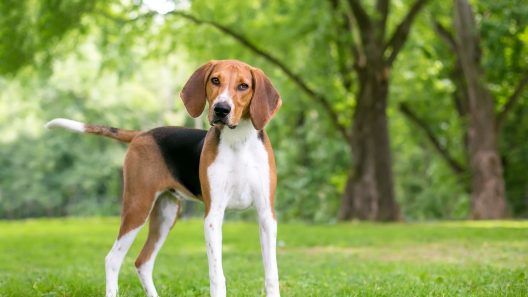 Do Dogs Know Their Name?