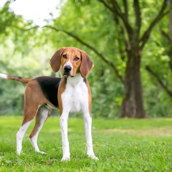 american foxhound dog with floppy ears standing outside and looking alert towards the camera with a slight head tilt