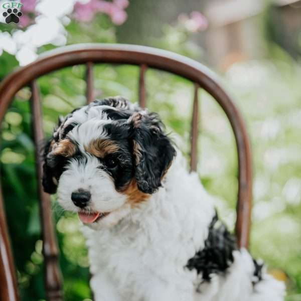 Archie, Cavapoo Puppy