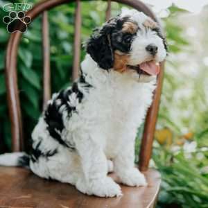 Archie, Cavapoo Puppy