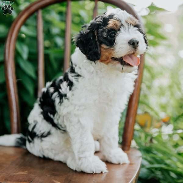 Archie, Cavapoo Puppy