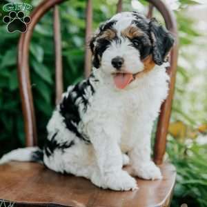 Archie, Cavapoo Puppy