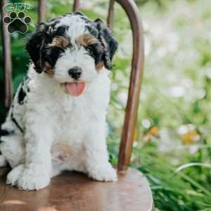 Archie, Cavapoo Puppy