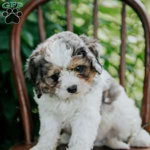Axel, Cavapoo Puppy