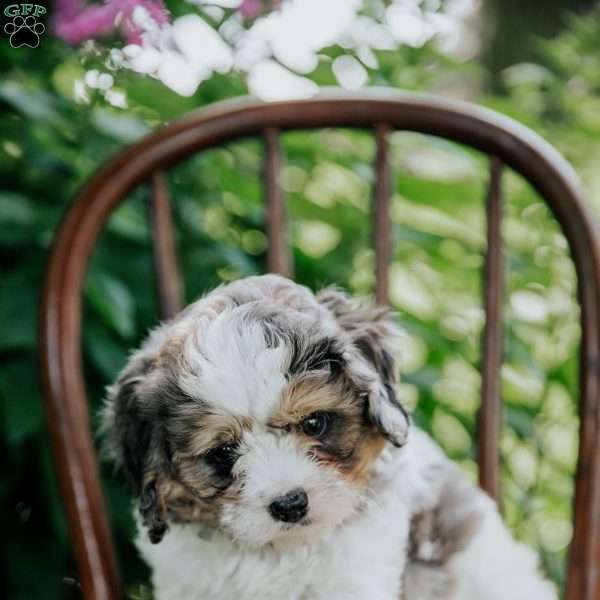 Axel, Cavapoo Puppy