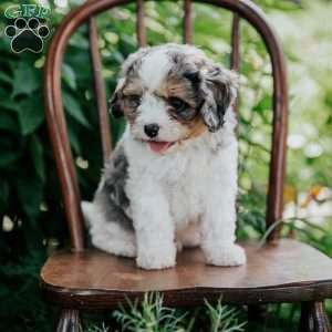 Axel, Cavapoo Puppy