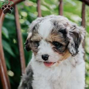 Axel, Cavapoo Puppy