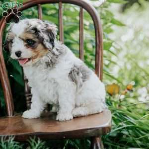 Axel, Cavapoo Puppy