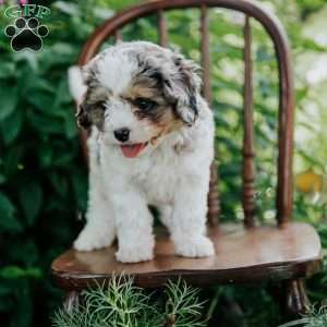 Axel, Cavapoo Puppy